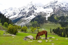 Jammu & Kashmir